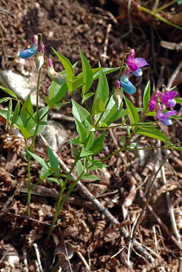 Lathyrus vernus / Cicerchia primaticcia